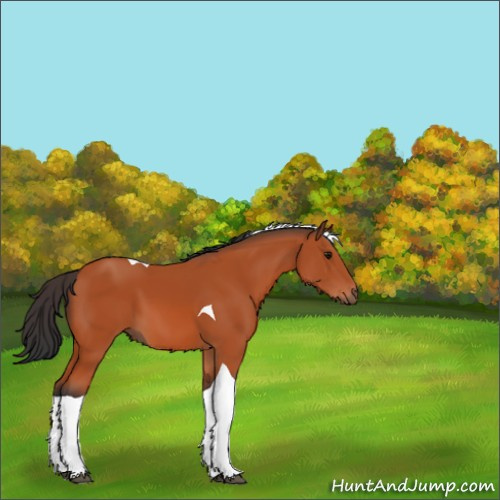 Horse Color:Bay Tobiano 