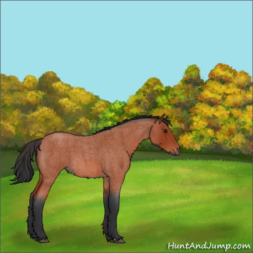 Horse Color:Bay Roan 