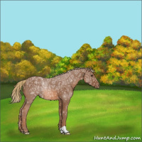 Horse Color:Chestnut Ice Appaloosa 
