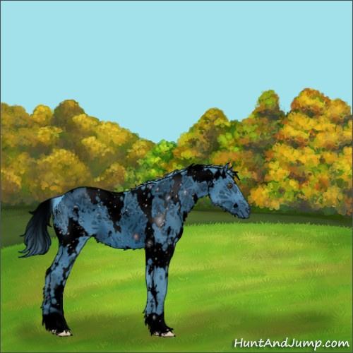 Horse Color:ERROR: UNKNOWN ANOMALY