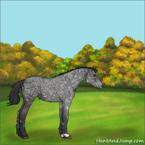 Horse Color:Blue Ice Roan 