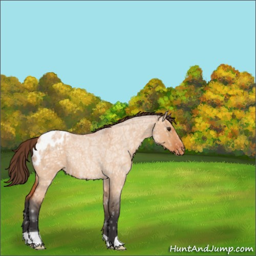 Horse Color:Bay Ice Roan Dun Appaloosa Rabicano
