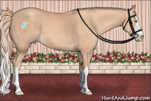 Horse Color:Gold Champagne Splash