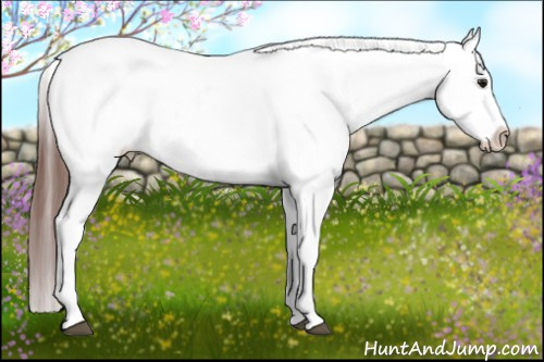 Horse Color:Brown Sabino Splash Appaloosa and Brown Sabino Splash Appaloosa
