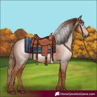 Horse Color:Gray Chestnut