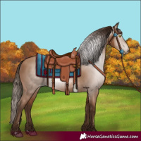 Horse Color:Gray Bay Pearl