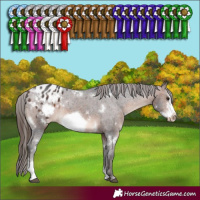 Horse Color:White Spotted Brown Sabino Frame Varnish Rabicano 