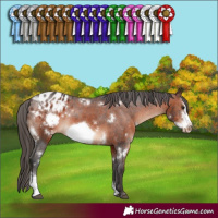 Horse Color:White Spotted Brown Sabino Frame Appaloosa Rabicano 
