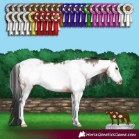 Horse Color:White Spotted Brown Dun Sabino Frame 
