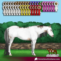 Horse Color:White Spotted Brown Dun Sabino Frame 