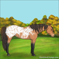 Horse Color:Bay Roan Appaloosa 