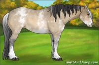 Horse Color:White Spotted Buckskin Dun 