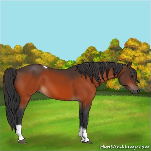 Horse Color:Bay Tobiano 
