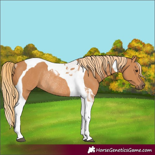 Horse Color:Chestnut Tobiano Rabicano 