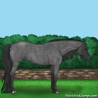 Horse Color:Blue Roan 