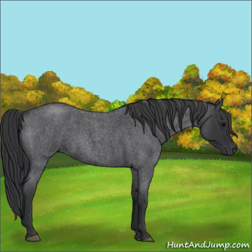 Horse Color:Blue Roan 