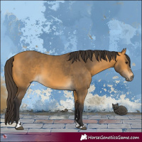 Horse Color:Buckskin 