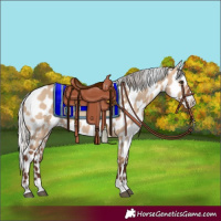 Horse Color:Silver Brown Dun Appaloosa 
