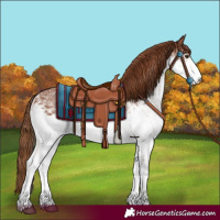Horse Color:White Spotted Chestnut 