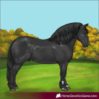 Horse Color:Black 
