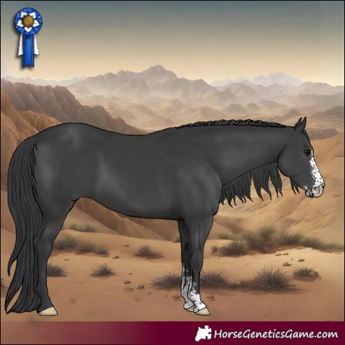Horse Color:Black Sabino 