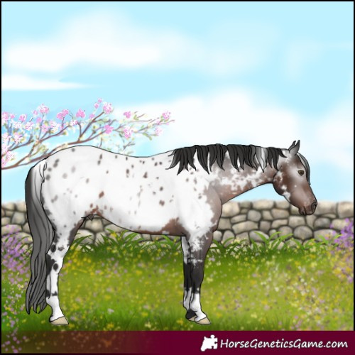 Horse Color:Gray White Spotted Liver Chestnut Appaloosa 