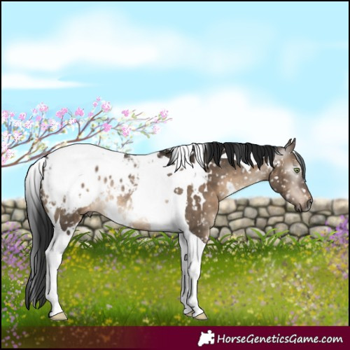 Horse Color:Gray White Spotted Brown Dun Mushroom Tobiano Appaloosa Rabicano 