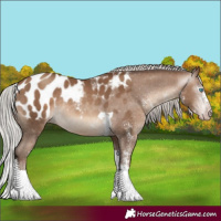 Horse Color:Gray White Spotted Silver Sable Champagne Mushroom Tobiano Blanket Rabicano