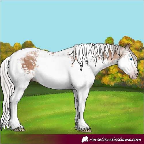Horse Color:Gray White Spotted Silver Sable Champagne Mushroom Splash Tobiano Rabicano 