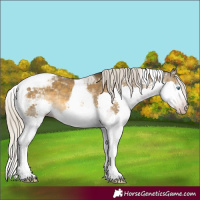 Horse Color:Gray Silver Sable Cream Champagne Mushroom Splash Tobiano Varnish Rabicano 
