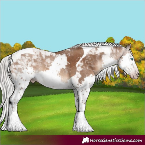 Horse Color:Gray Silver Sable Champagne Splash Tobiano Varnish Rabicano