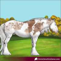 Horse Color:Gray Silver Sable Champagne Splash Tobiano Varnish Rabicano 