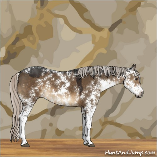 Horse Color:Gray Silver Brown Dun Sabino 