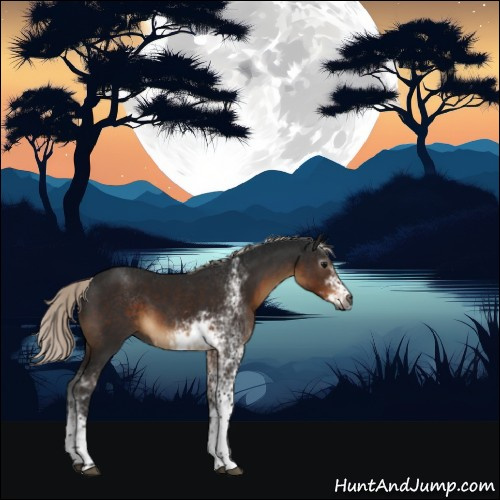 Horse Color:Gray Silver Brown Sabino 