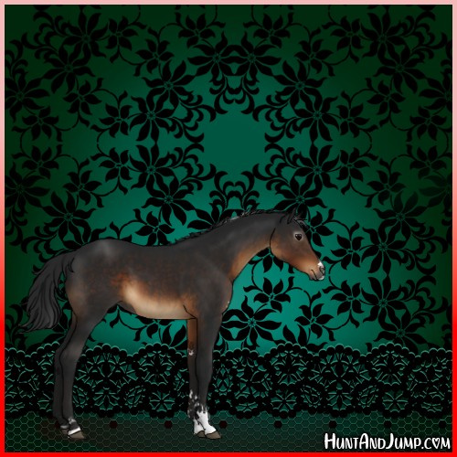 Horse Color:Gray Brown Sabino 