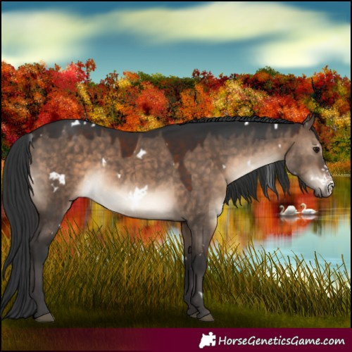 Horse Color:White Spotted Brown Dun Sabino 