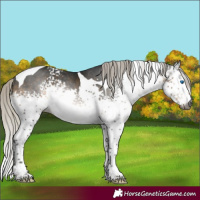 Horse Color:Gray White Spotted Silver Buckskin Splash Tobiano Rabicano 