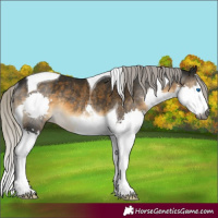 Horse Color:Gray Silver Buckskin Splash Tobiano Rabicano