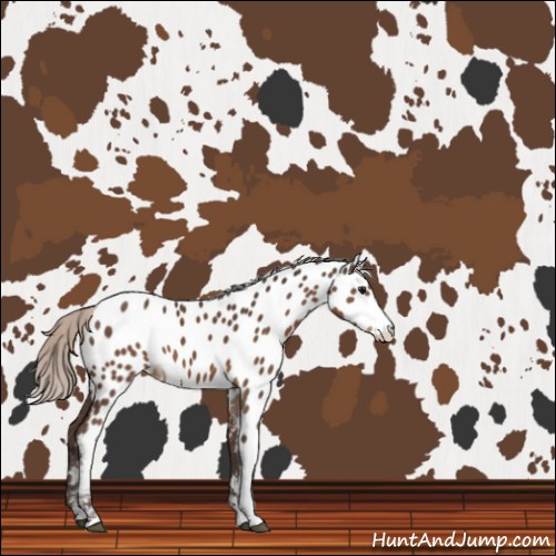 Horse Color:Silver Black Sabino Appaloosa 