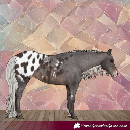 Horse Color:Silver Brown Sabino Appaloosa 