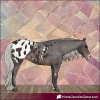 Horse Color:Silver Brown Sabino Appaloosa 