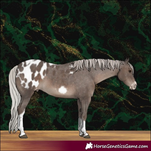 Horse Color:Silver Black Tobiano Frame Appaloosa Rabicano 