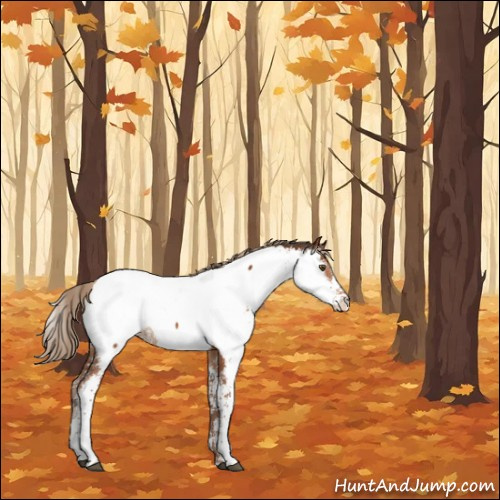 Horse Color:Liver Chestnut Sabino Appaloosa 