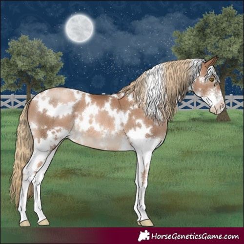 Horse Color:White Spotted Liver Chestnut Pearl Sabino