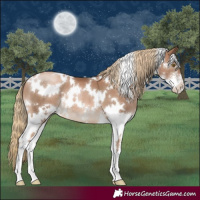 Horse Color:White Spotted Liver Chestnut Pearl Sabino 