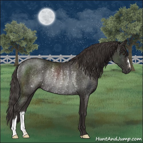 Horse Color:Liver Chestnut Rabicano 