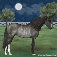 Horse Color:Liver Chestnut Rabicano 