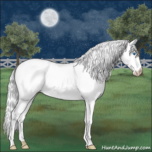 Horse Color:Perlino Dun Splash 