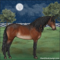 Horse Color:Brown Sabino 