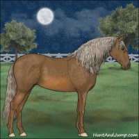 Horse Color:Chocolate Palomino 